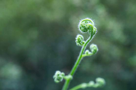 Baby fern, still curled up